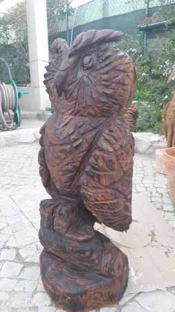 Small Owl / Mocho Pequeno